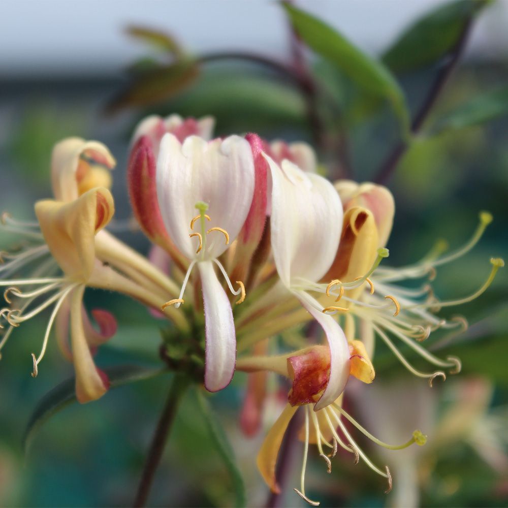 Lonicera heckrotii Gold Flame